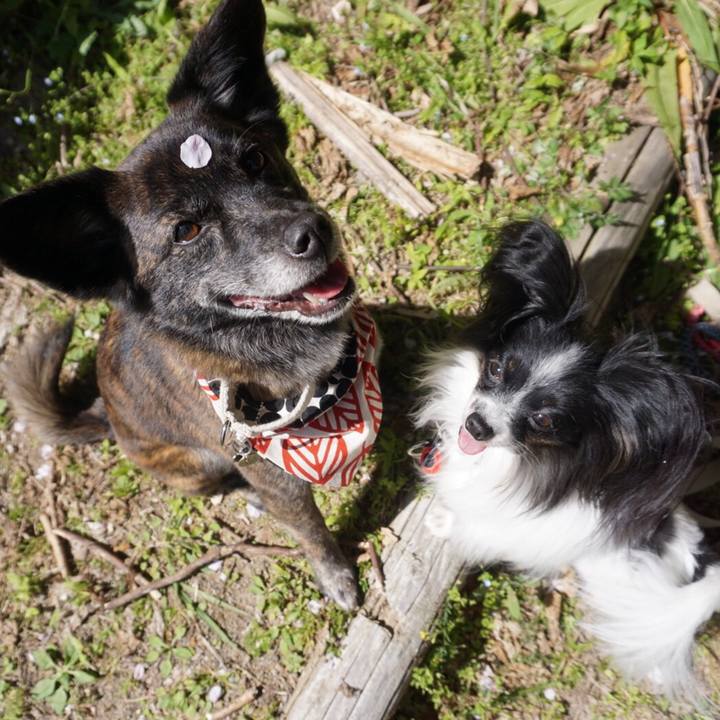 6c2e05bd c12b 429c a8ca 628b4e2d1aac 1554641823872