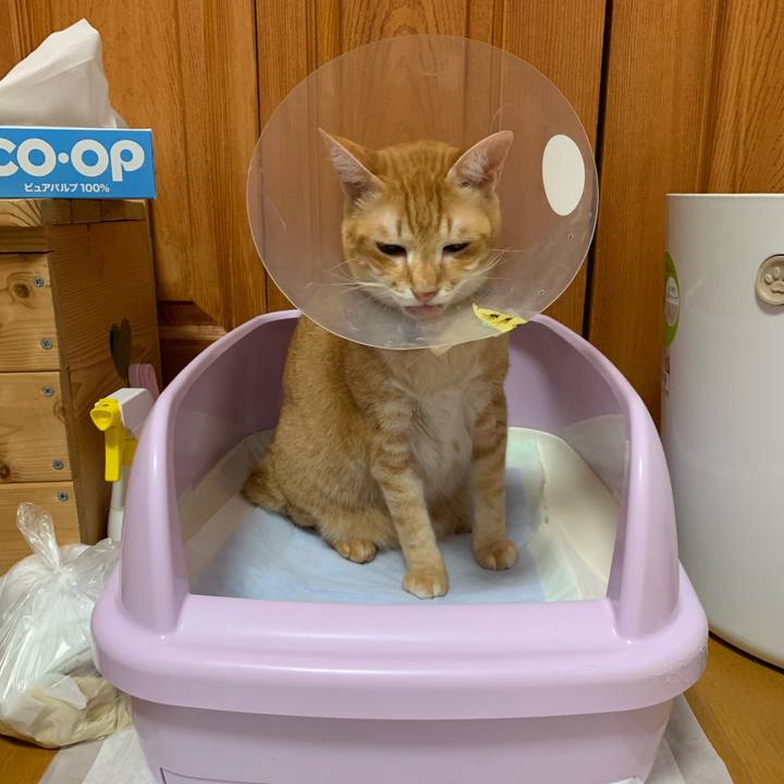 6c2e8512 89da 401f be13 d153fad6118f 1568612918522