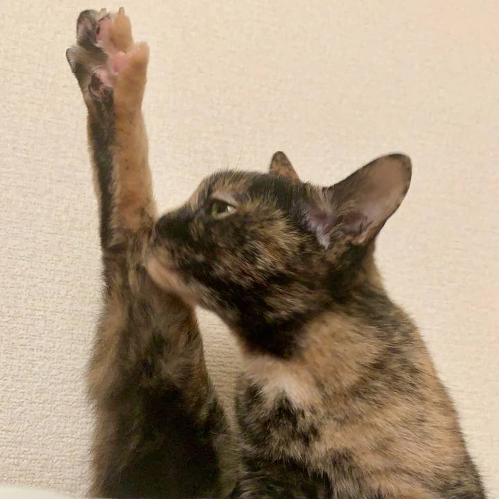 6c2f5b2c 1861 4919 bffc f9f8ea2d5f14 1592842204111