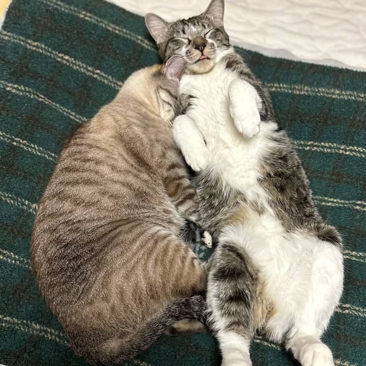 6c305a49 419b 420f a9f6 986712747246 1671897720627