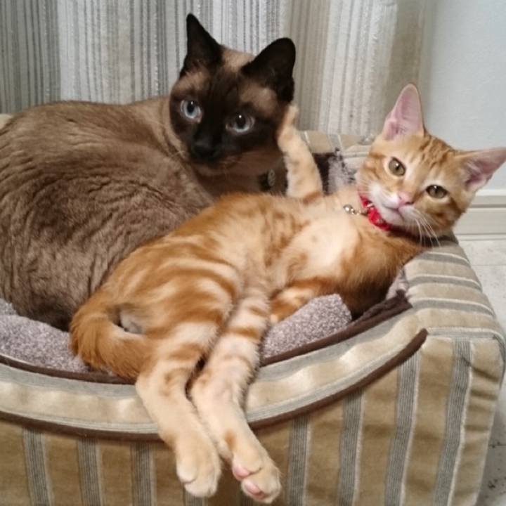 6c32af6a 9d22 4838 84a2 fd6ffe69d87a 1590826043931