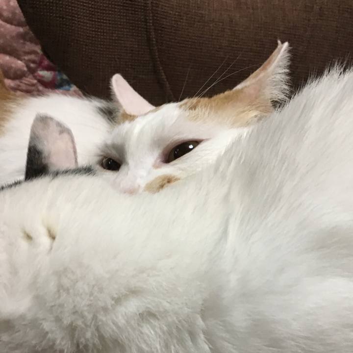 6c35b030 20dc 4d84 9a93 7d3227e1424b 1564322883552