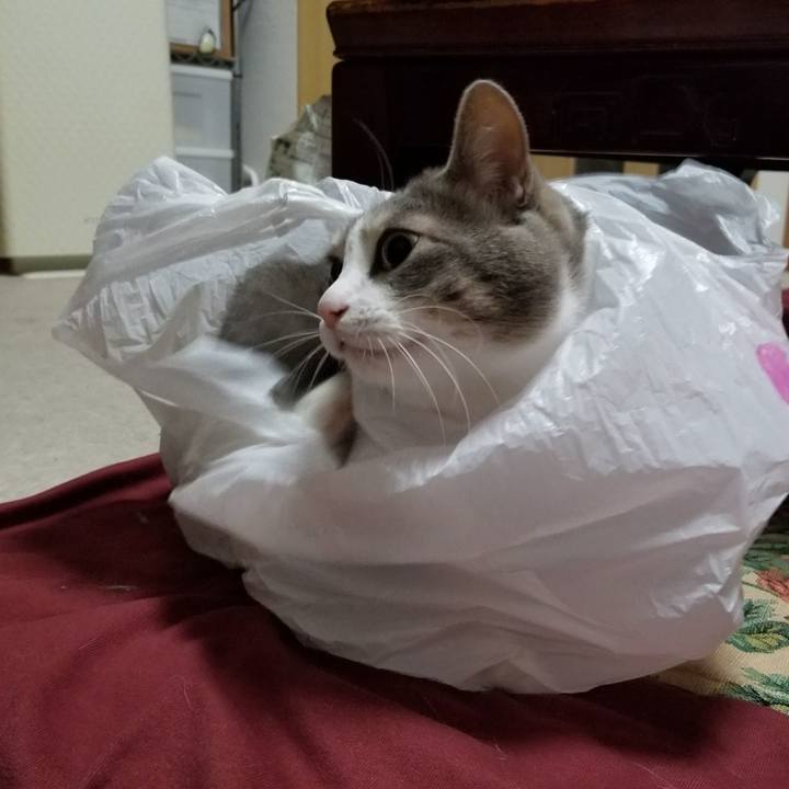 6c36eeee 1e72 4174 ba35 b34ad42b6cd2 1520347133925