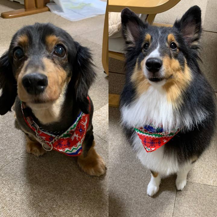 6c388347 2300 49e6 99d4 826f7692555e 1607763694725