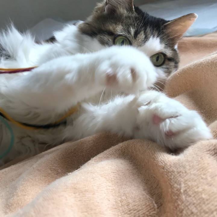 6c3adf8e 3751 4d35 abf8 950241993fe2 1545441539578