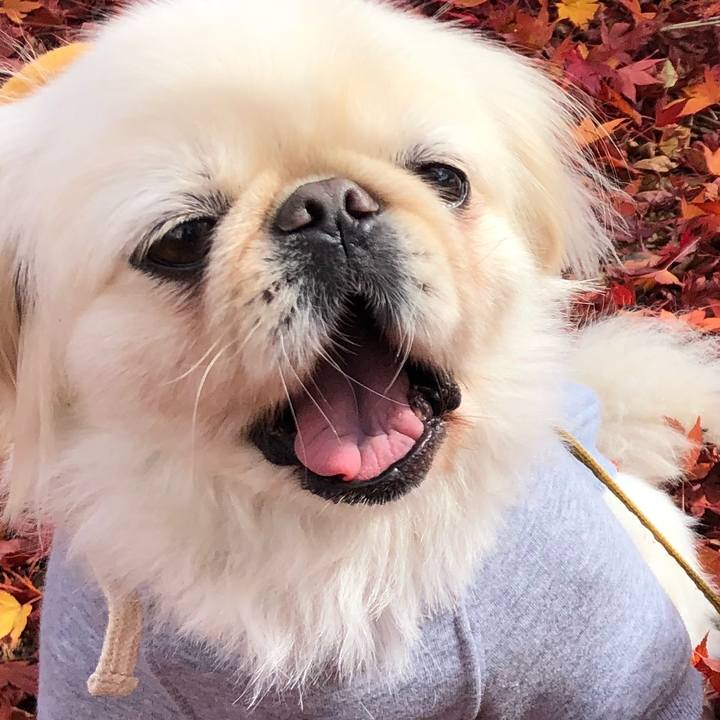 6c3b97f1 4447 4ecf 8860 753d2f815213 1541399998263