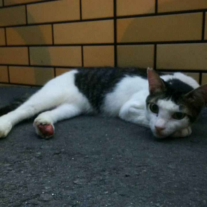 6c406bf7 fccf 41f2 8204 53a469694785 1533300232664