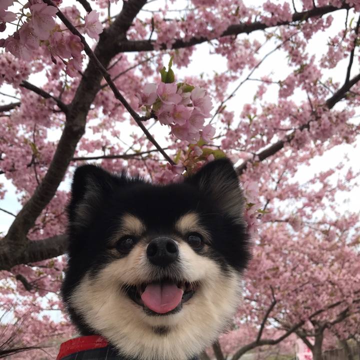 6c44ac96 9f25 4363 82be f07ba252af6a 1583629885707