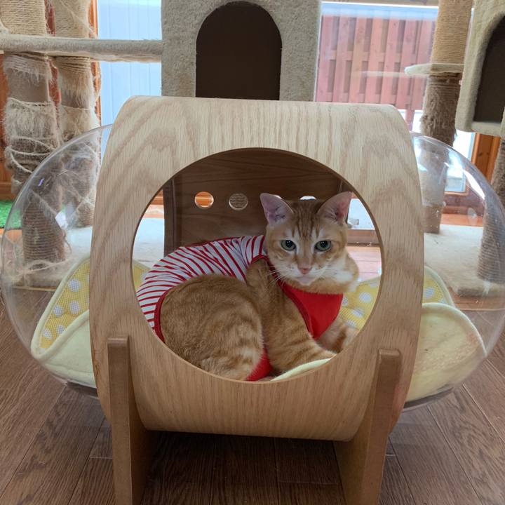 6c450c40 e5eb 41b0 b92a acf9a8a2530b 1593235887503