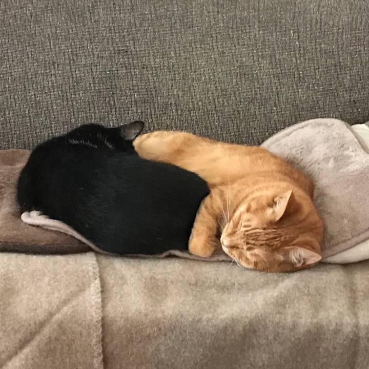 6c4537ad e00d 41b0 ac59 d6cc87da72d8 1573962419229