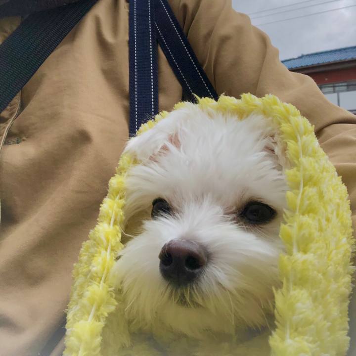 6c45453e a26d 4d5f 928a 1db4d3b0ffae 1544956841716