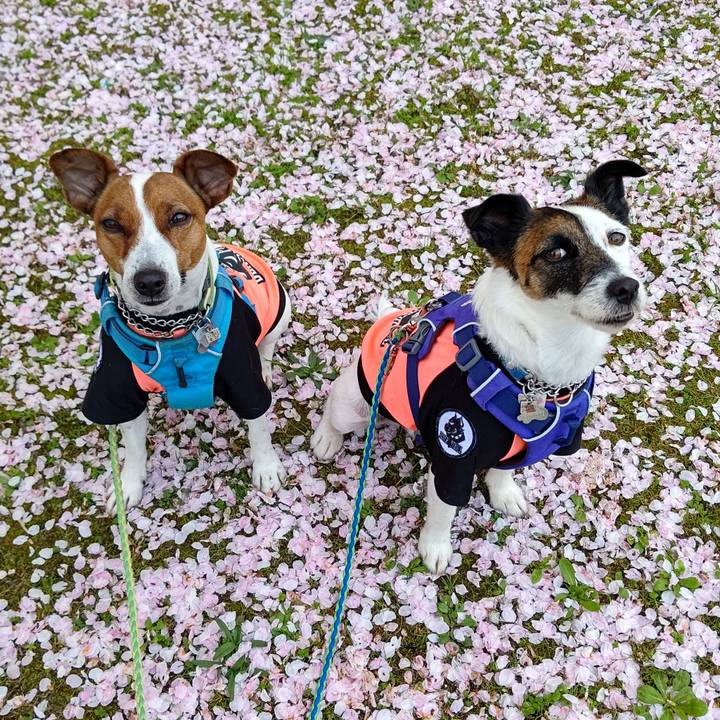 6c461bed 6474 4b49 948a 8ca661f10719 1617003501213