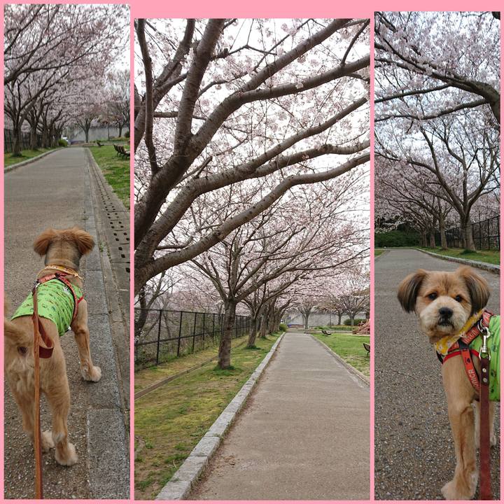 6c462cba 0d44 40db aa0f a0b3d074da4e 1553954058209