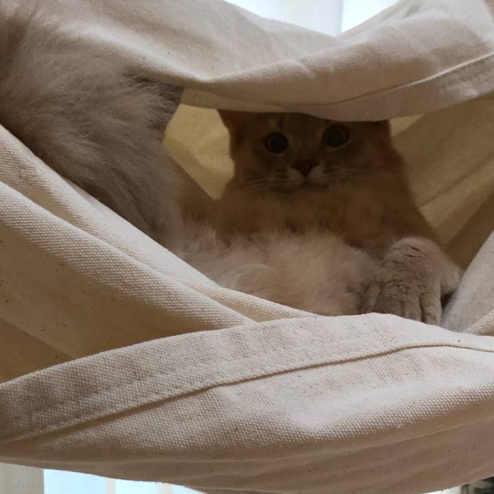 6c4657c6 ca16 4493 90de 69b9535917b2 1564802222863