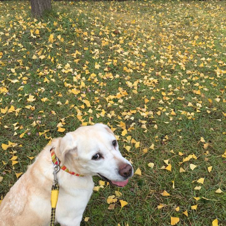 6c490923 f008 47ce a20d 0dc93494f250 1542152518952