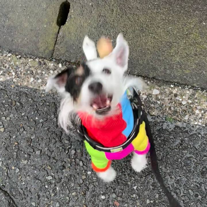 6c499510 db6f 486e 80c6 241945227564 1711269892587