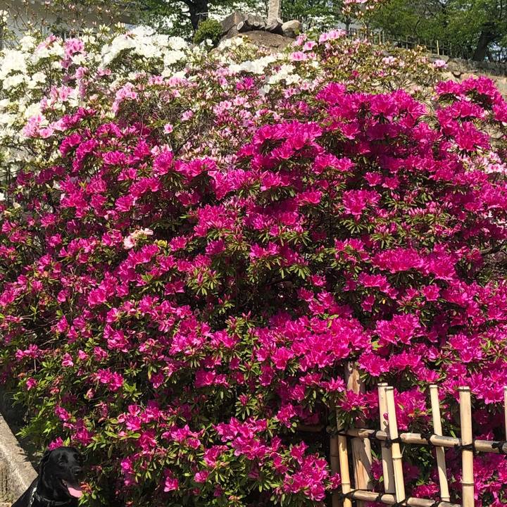 6c4ca1ea 8114 44d1 9efb 4fdeceae87cf 1588668509092