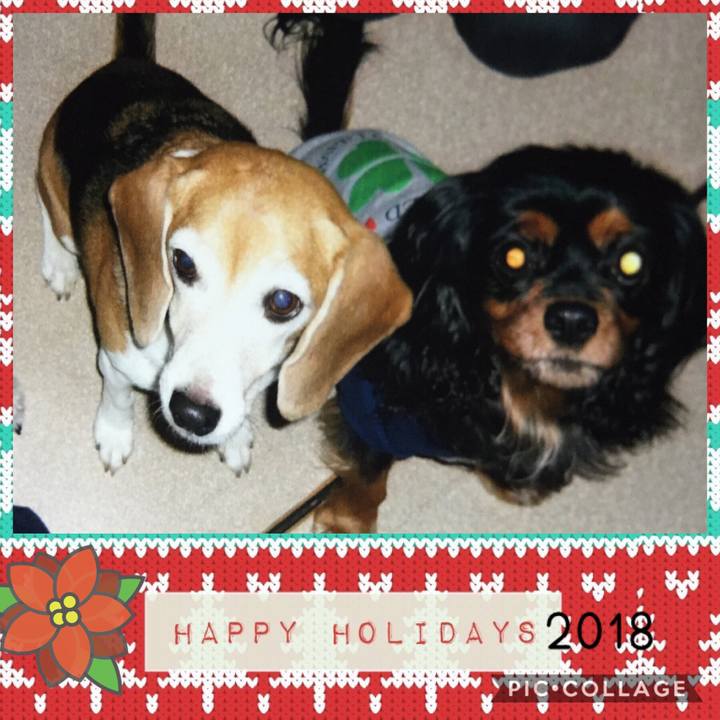 6c51d720 e554 4e4b a1a5 2395ceb9f731 1545636465691