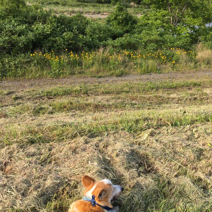 6c52690c 5f8d 4a57 b086 eaadc5234a96 1558514893736