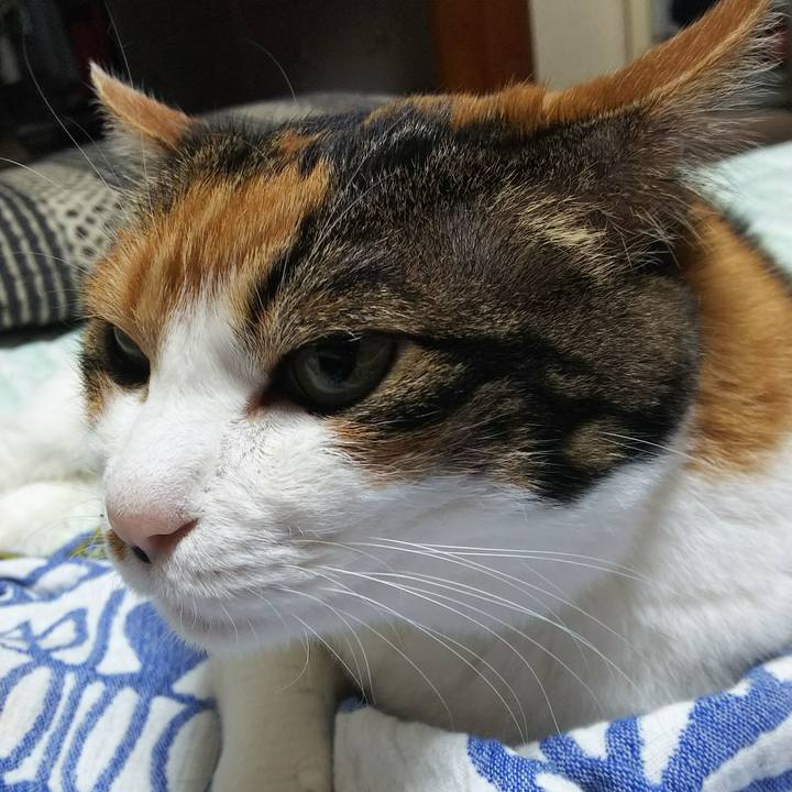 6c536fae 0f12 478e a65d d39fa41f1a61 1535979312550