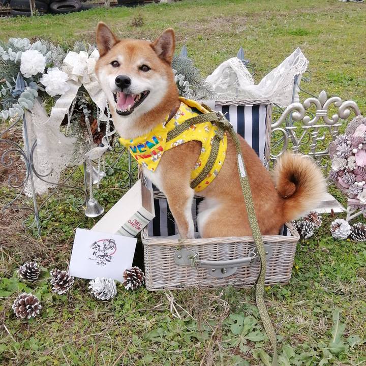 6c559172 c65b 498e 9d5b bca1ee054918 1604842350633