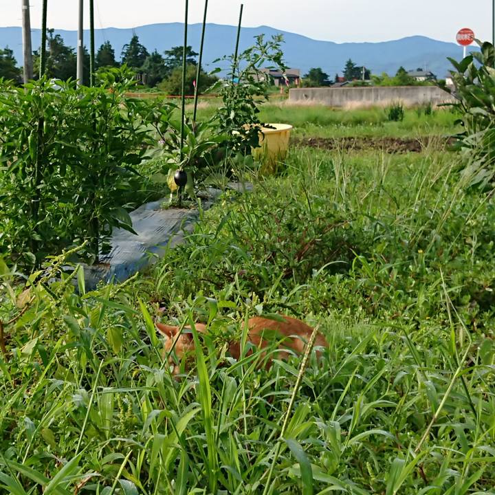 6c55f55d d993 436f b499 83d4934780d7 1595542323388