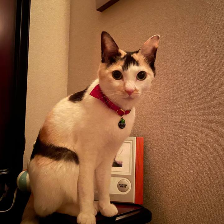 6c568926 75b5 4360 a4e6 5bf0c1a59825 1703429695834