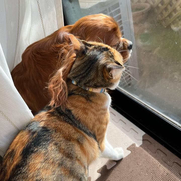 6c58d268 088f 4cc2 8291 d67176c1af54 1677888353979