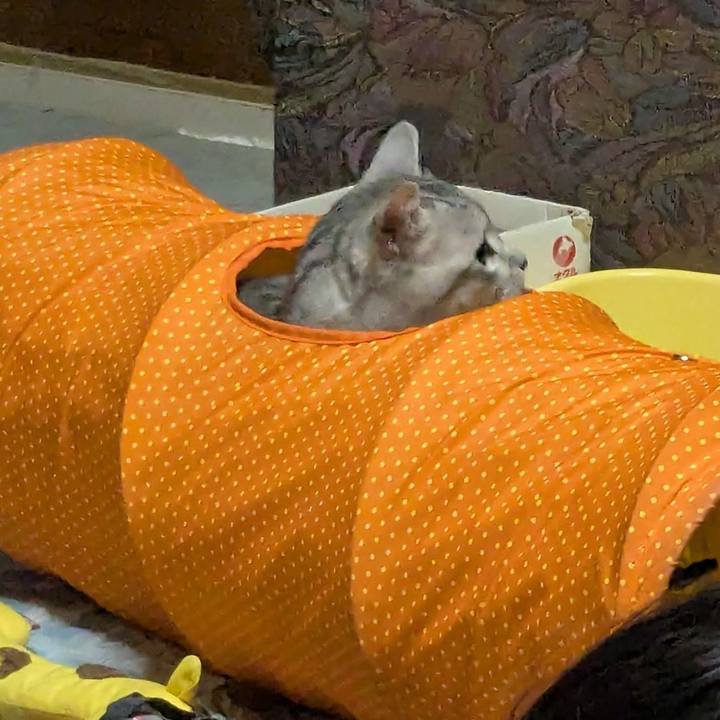 6c5a71c4 5e12 46a4 82b4 60d56d0dfe85 1737993858730