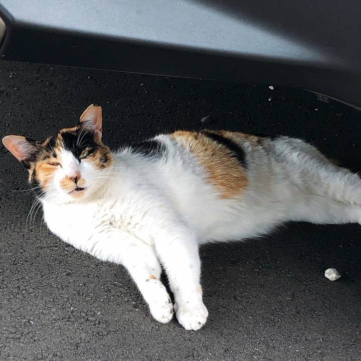 6c5bdd35 2741 4608 ae7c 018c2e304c65 1623230846329