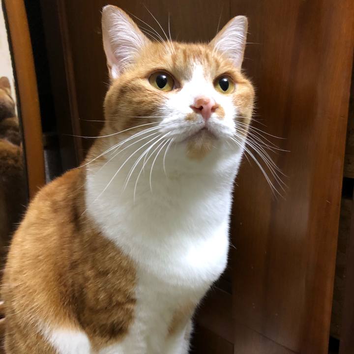 6c5c22c5 95bd 4fd7 ac5b a82d9dfd7e68 1604010788796