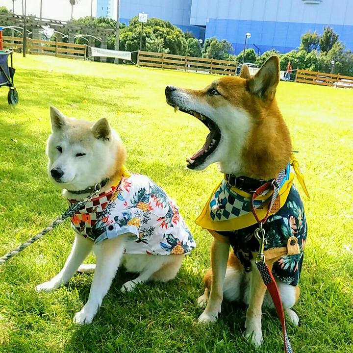 6c5f11e6 7166 4d2b b094 51ae71e50880 1569677519259