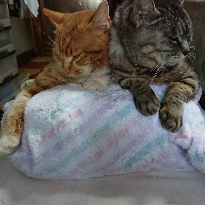 6c60011b c6ea 4404 959d 8c8126db8199 1550751809860