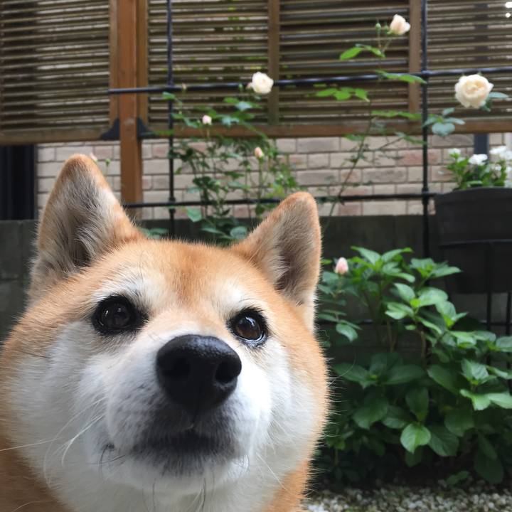 6c6089af 011c 4ddc ad52 2813df519c82 1557360613049