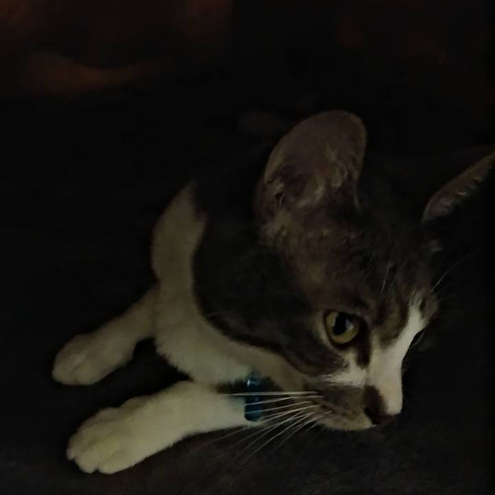 6c61ba2a 7323 424e 9c99 885c3ebc7737 1586860858334