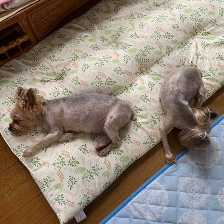 6c62e52c c734 4048 9ceb 4dba5dd7d758 1657619724524