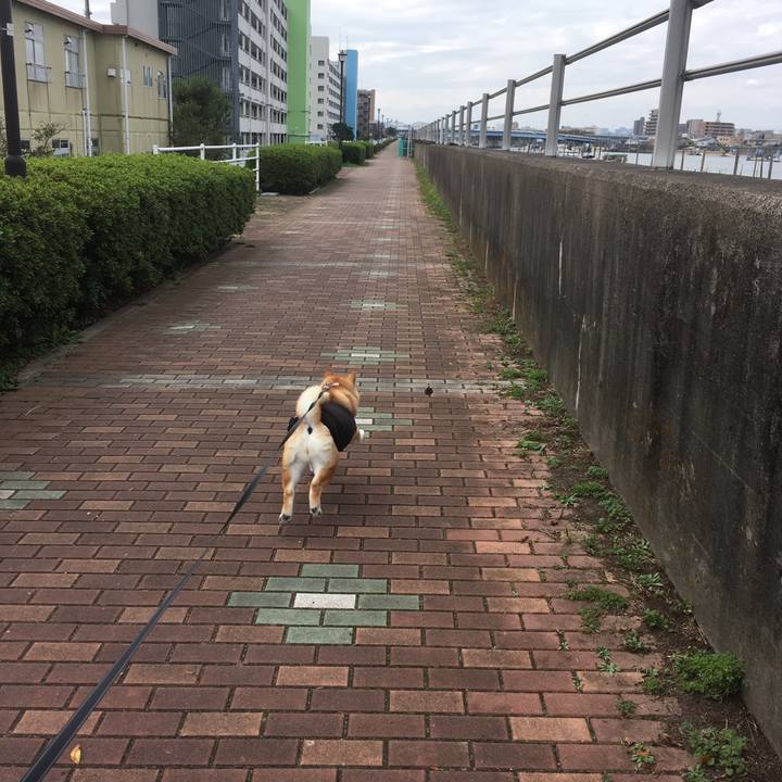 6c6322c8 3adb 4780 bcef 78f207887129 1541563835744