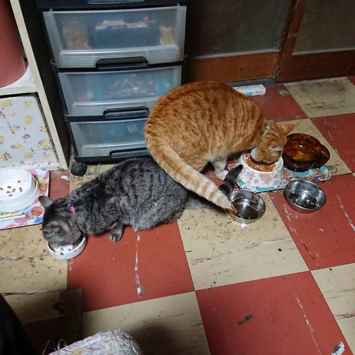 6c654726 1d0f 498c b35b ae0d899a6d3e 1582489476062