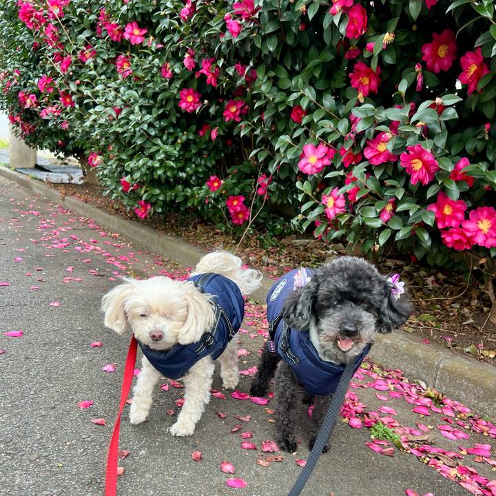 6c6600b2 dfeb 4fee be27 c1ae06362b58 1767595634417