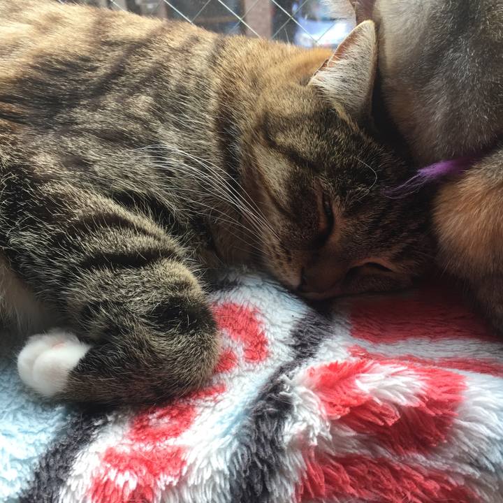 6c660fda 772c 4968 8533 a26f6715e66f 1549541046682