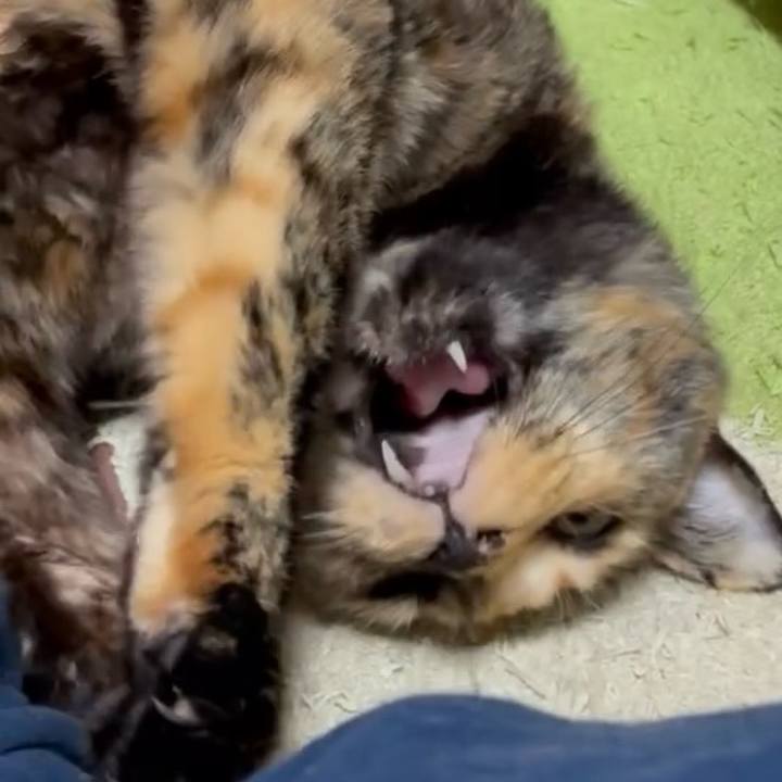 6c676f38 2a1e 4ae3 ac00 3d87eaabf49d 1747992910766