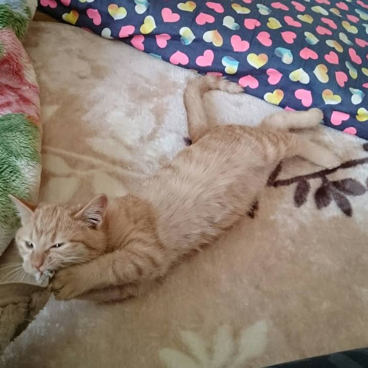 6c679a5c 2d04 4bee 92da e63aa6fd0255 1541629494937