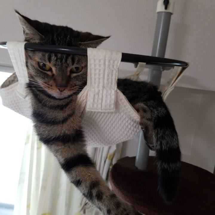 6c679e8e ba7d 43ab b7cc fc680d8d6c77 1564786600849