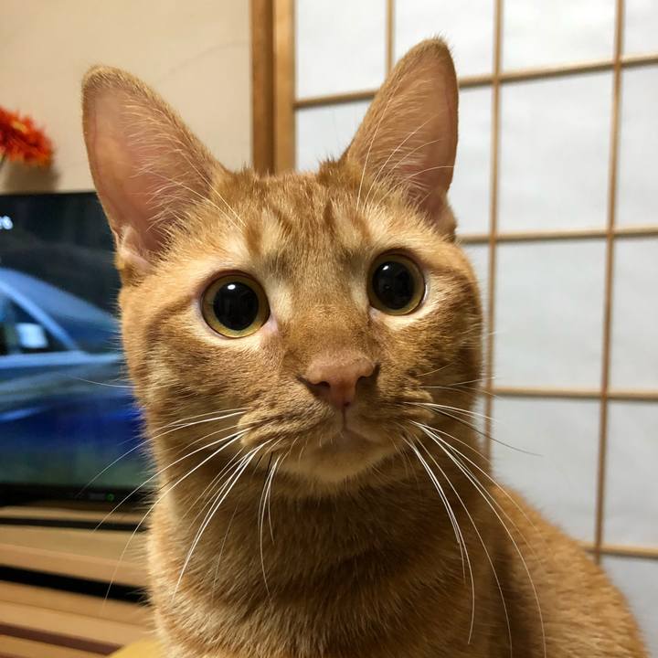 6c67a0e1 1e6f 4a2e a3db 1ad6a82dd796 1541254858220