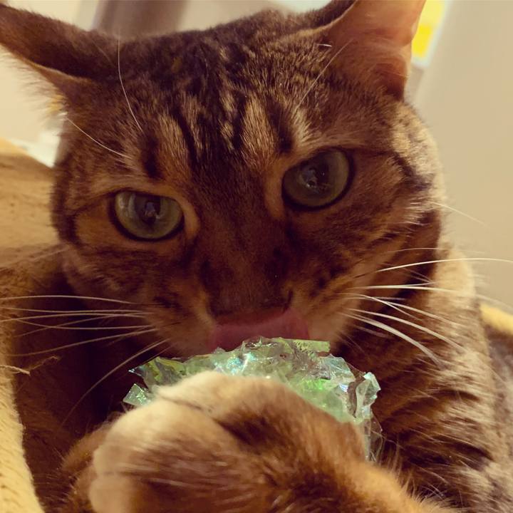 6c68b7cd 0c37 475f a44e bc597cc4aeb5 1585087199609