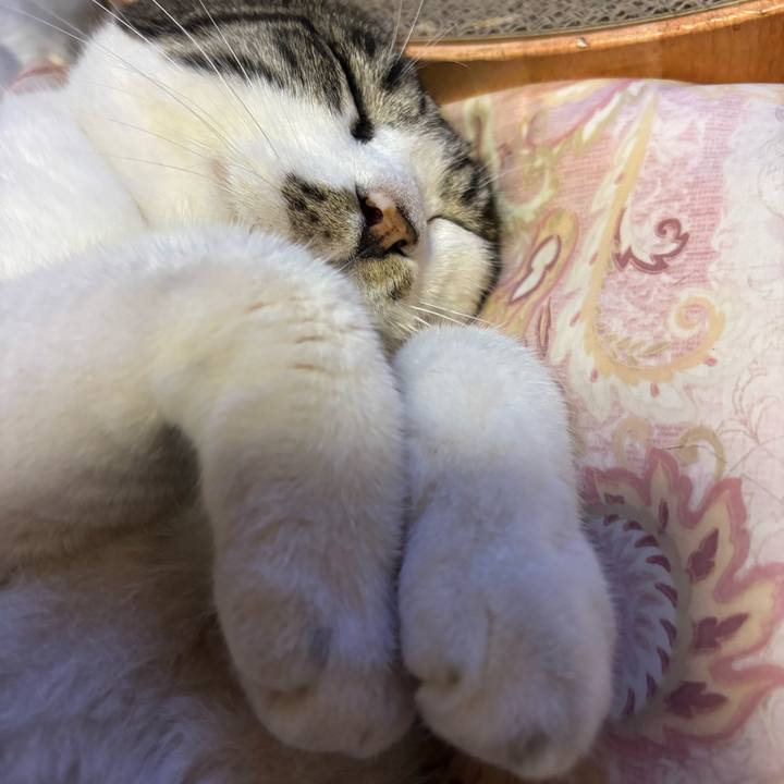 6c696da1 6db6 4bff 9e00 683822c89334 1753591379668