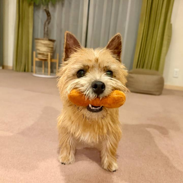 6c6a7448 564a 4ca7 8b28 2555cd03a983 1766329192496