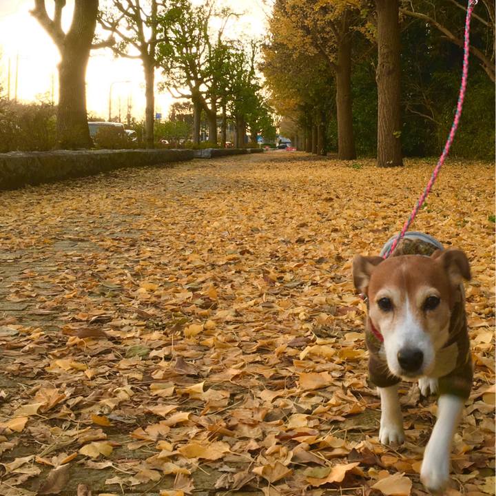 6c6c2c32 1dd3 4694 9103 5d1850fb7d27 1544273983505