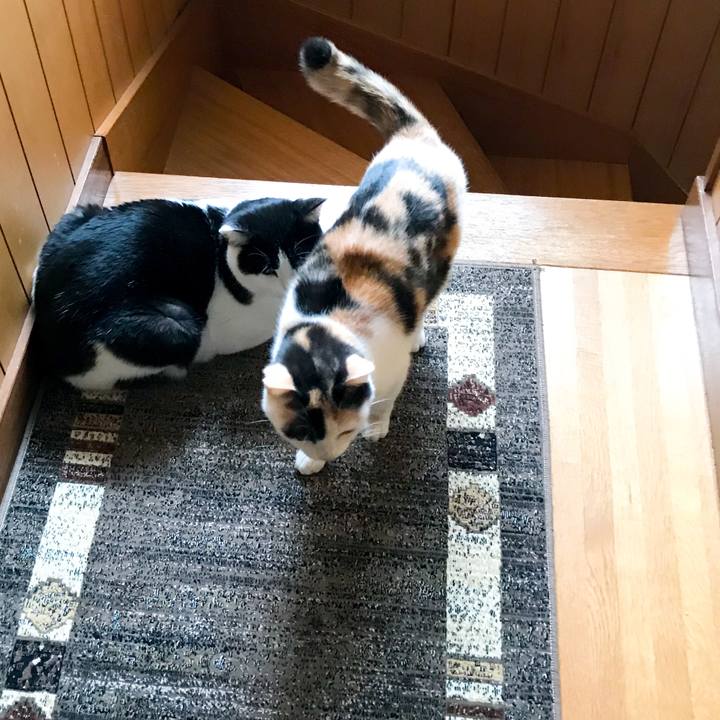 6c6d452f f23b 4fed 8886 4cec7e8a3108 1512437436126