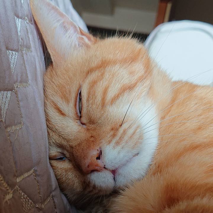 6c6da16a 5716 4e6f b719 1bb70d5147fc 1619838398016